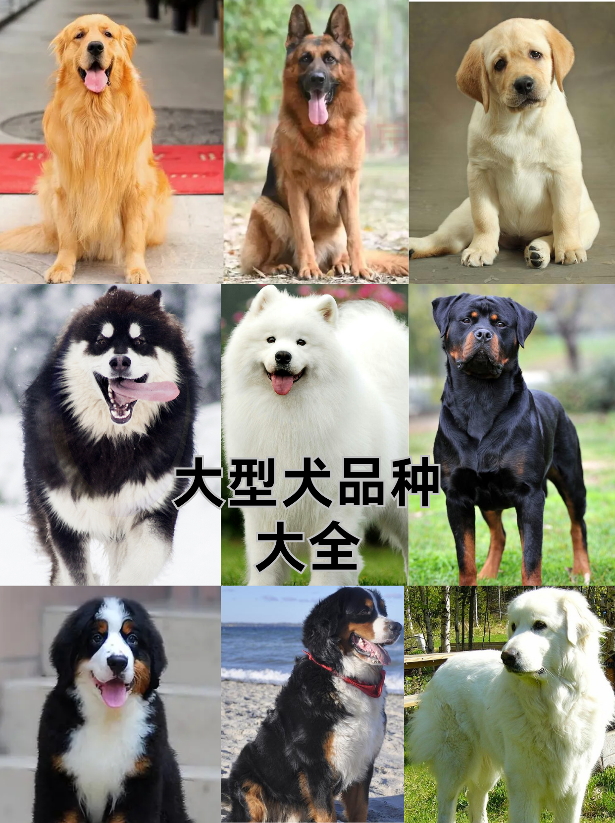 犬类品种大全 最大图片