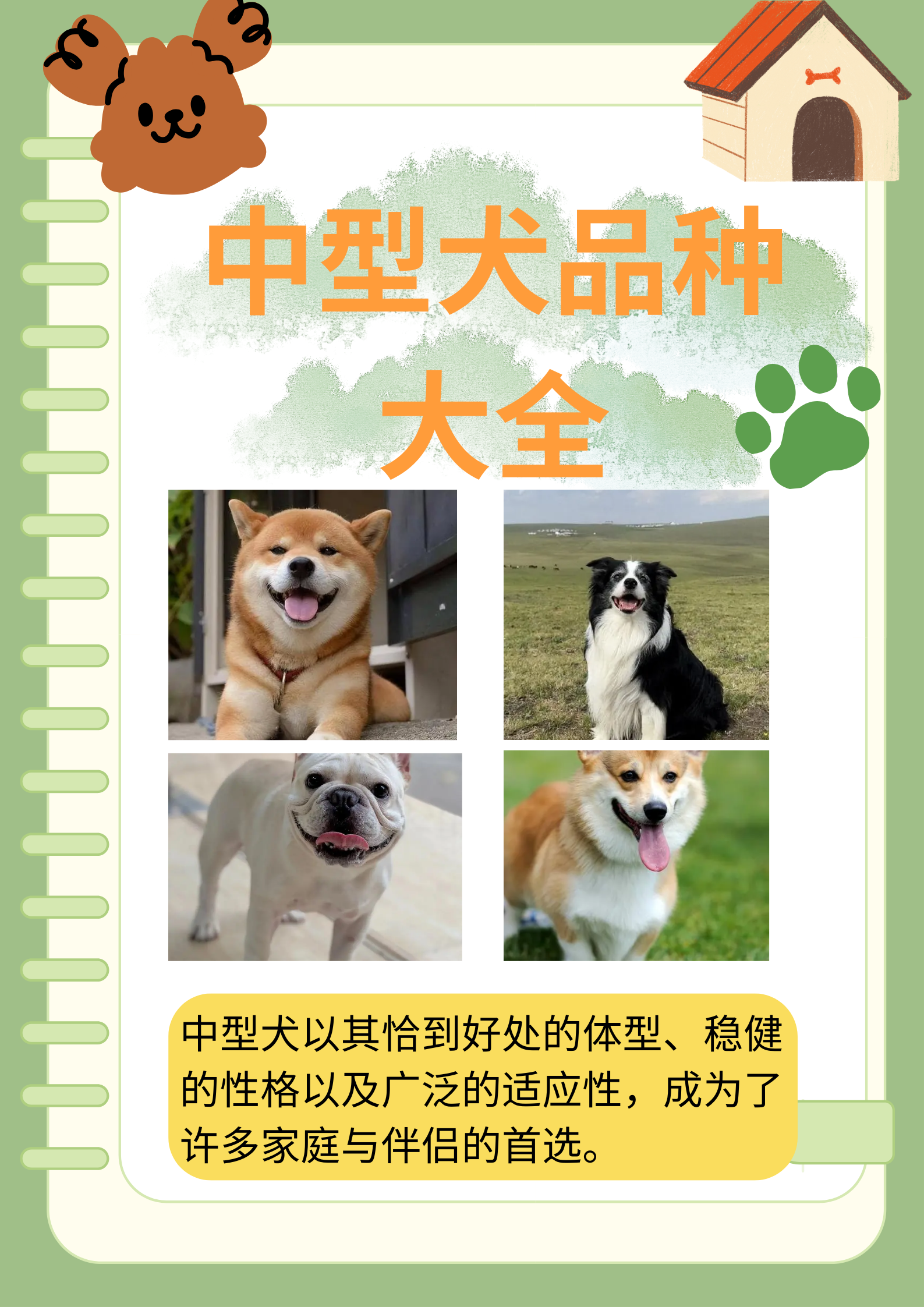 中型犬品种大全  作为一个中型犬爱好者,我觉得中型犬无论在城市还是