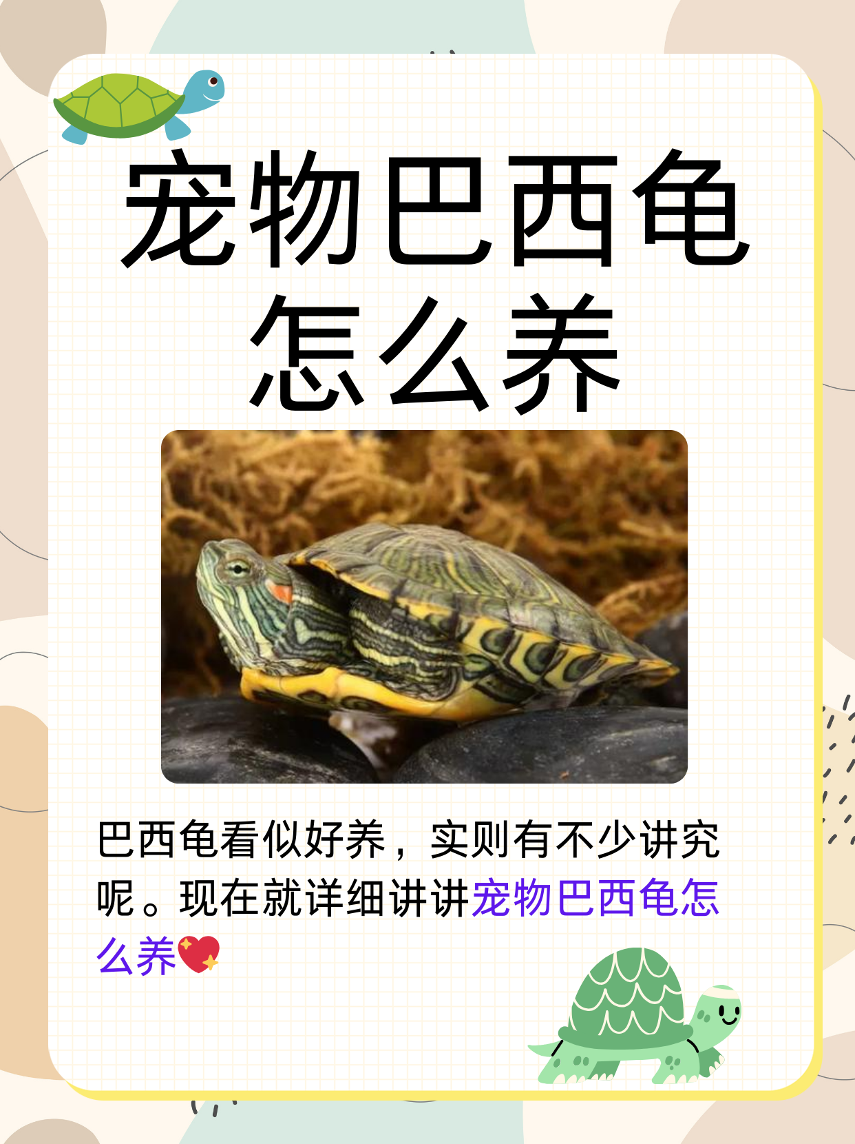 现在就来详细讲讲宠物巴西龟的正确饲养方法,让你的小龟龟活力满满