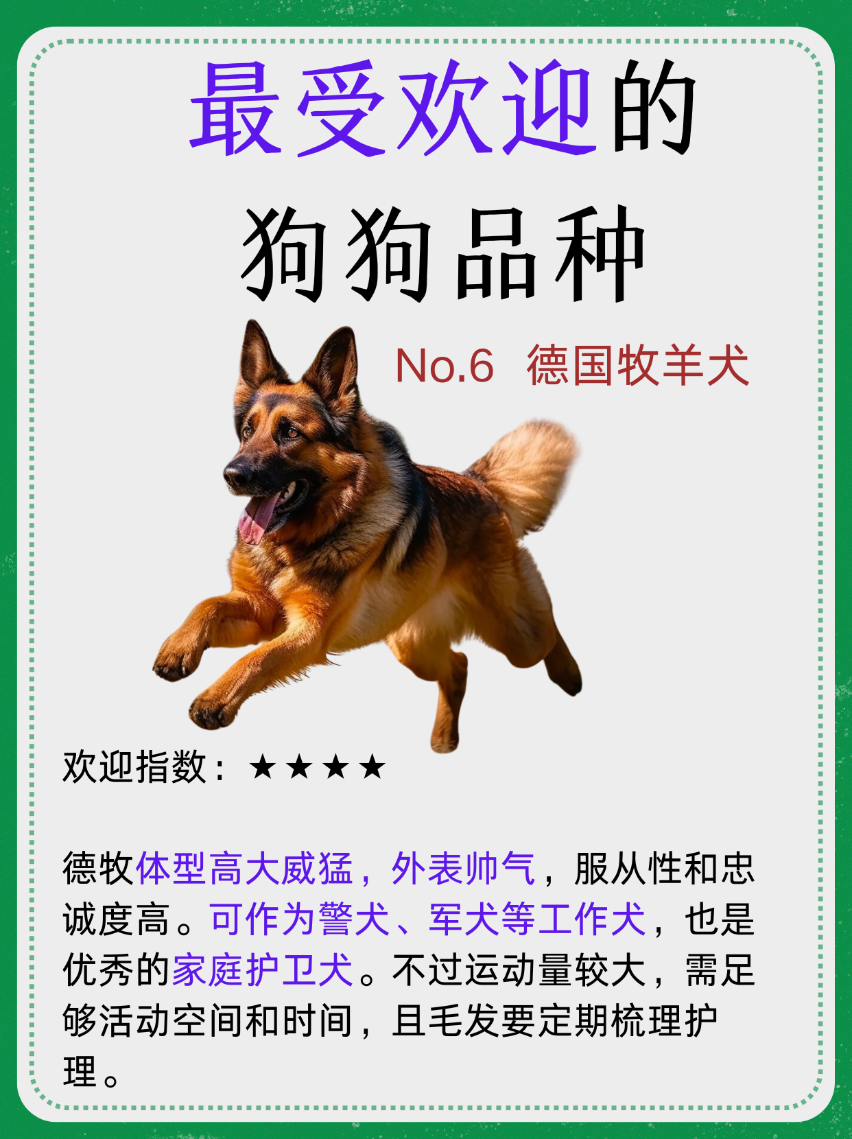 帕拉丁马犬简介图片