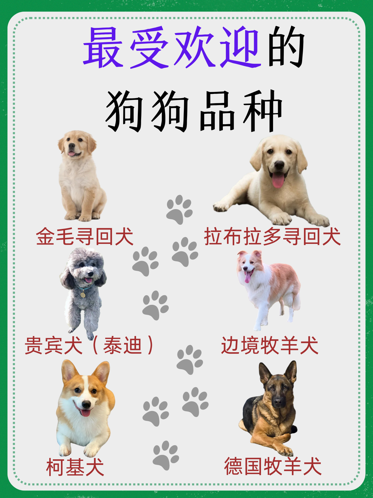 最受欢迎的狗狗品种  狗狗作为人类最忠诚的伙伴,一直以来都备受喜爱.