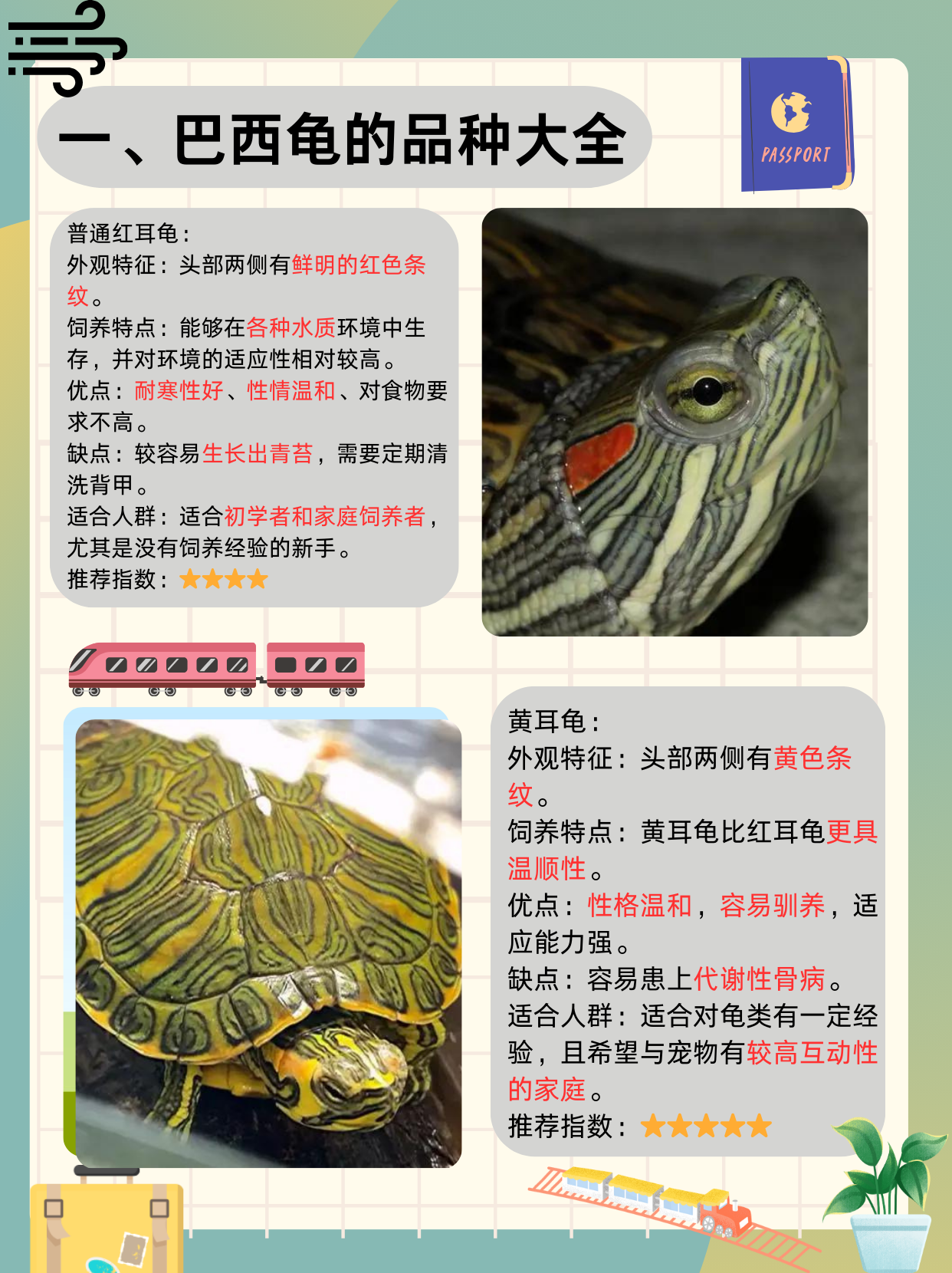 巴西龟,又名红耳龟,是全球范围内最受欢迎的宠物龟