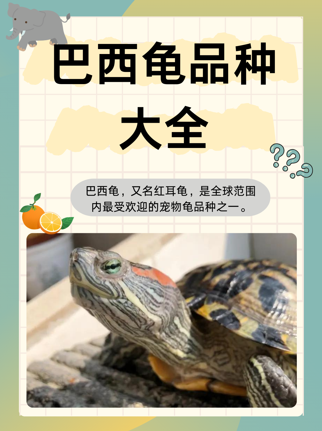 巴西龟,又名红耳龟,是全球范围内最受欢迎的宠物龟