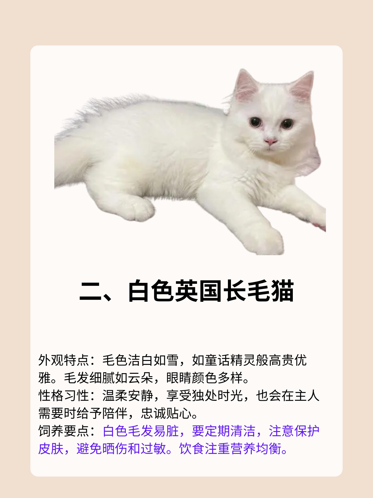 长毛猫品种大全图片