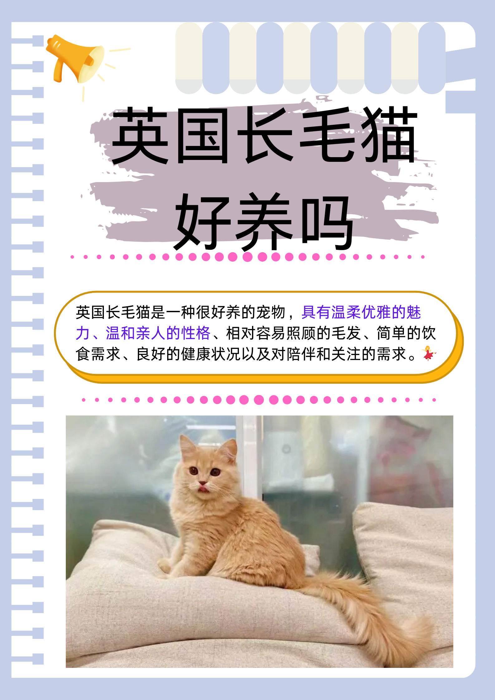 长毛猫品种大全 名字图片