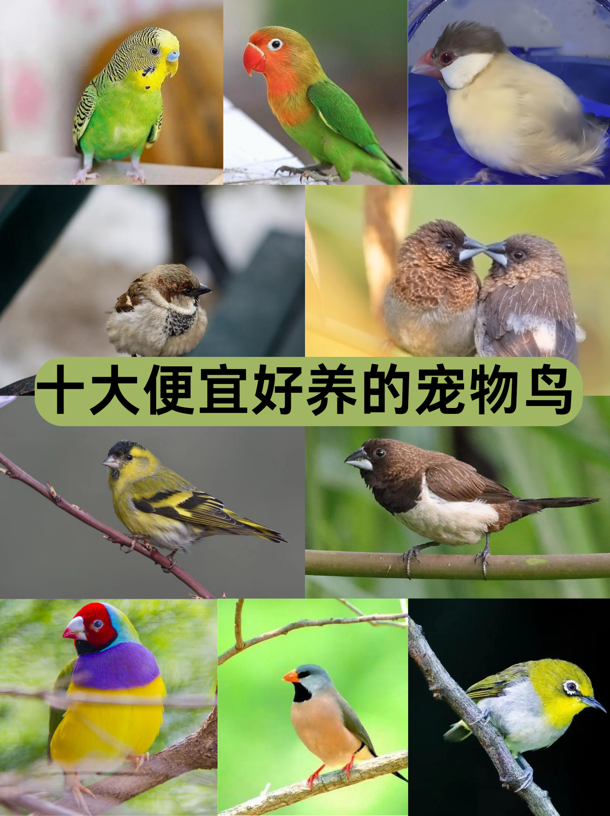 十大便宜好养的宠物鸟