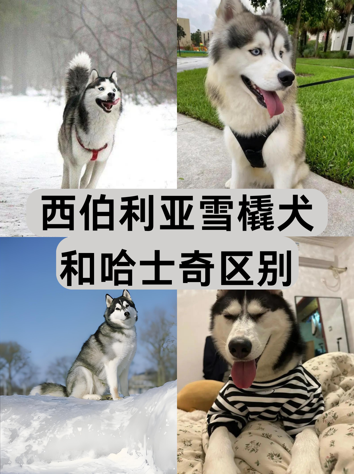 雪橇犬领头犬图片