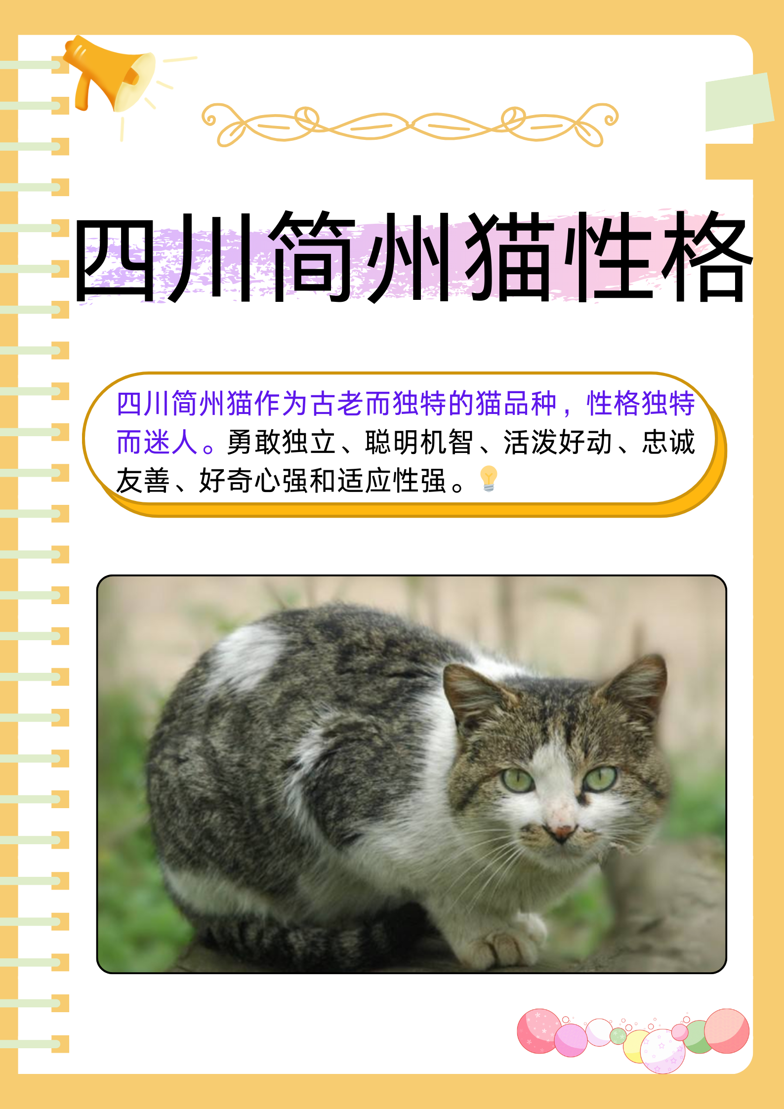 四川简州猫作为一种古老而独特的猫品种,性格独特而