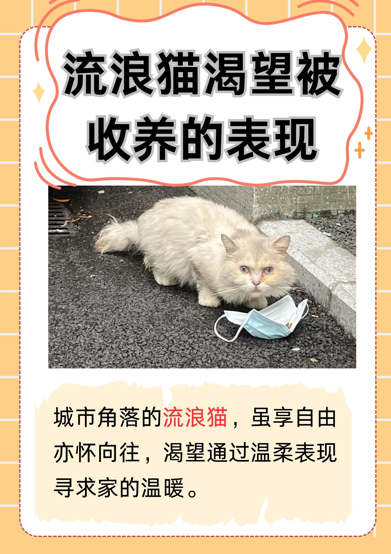 kathy猫猫为啥分手图片