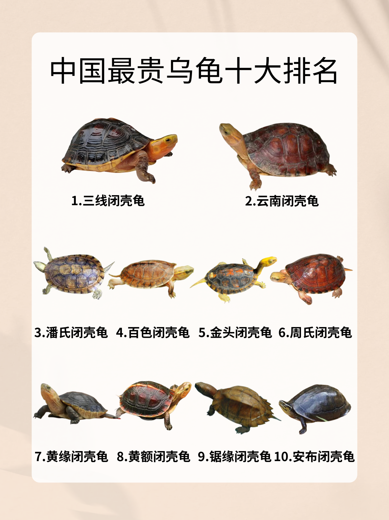 中国最贵乌龟十大排名