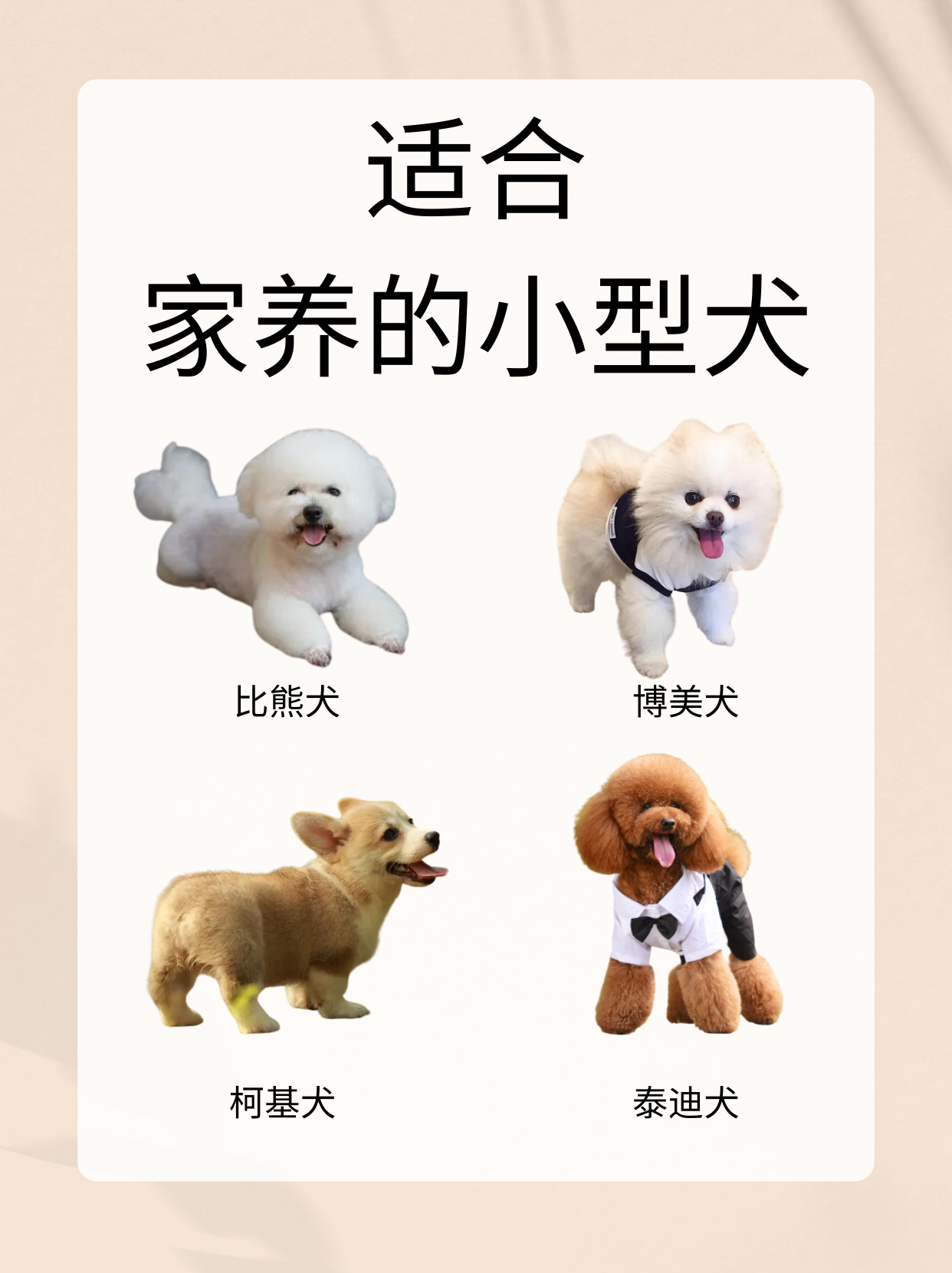 帕拉丁马犬简介图片