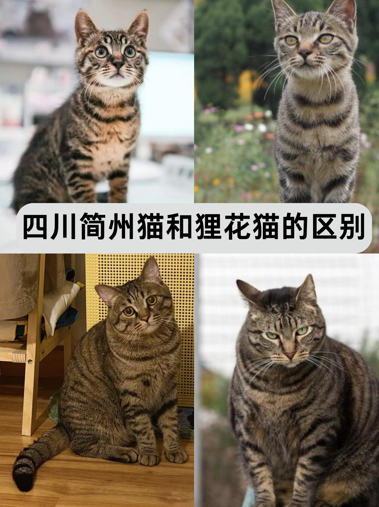 简州猫和狸花猫混交图片