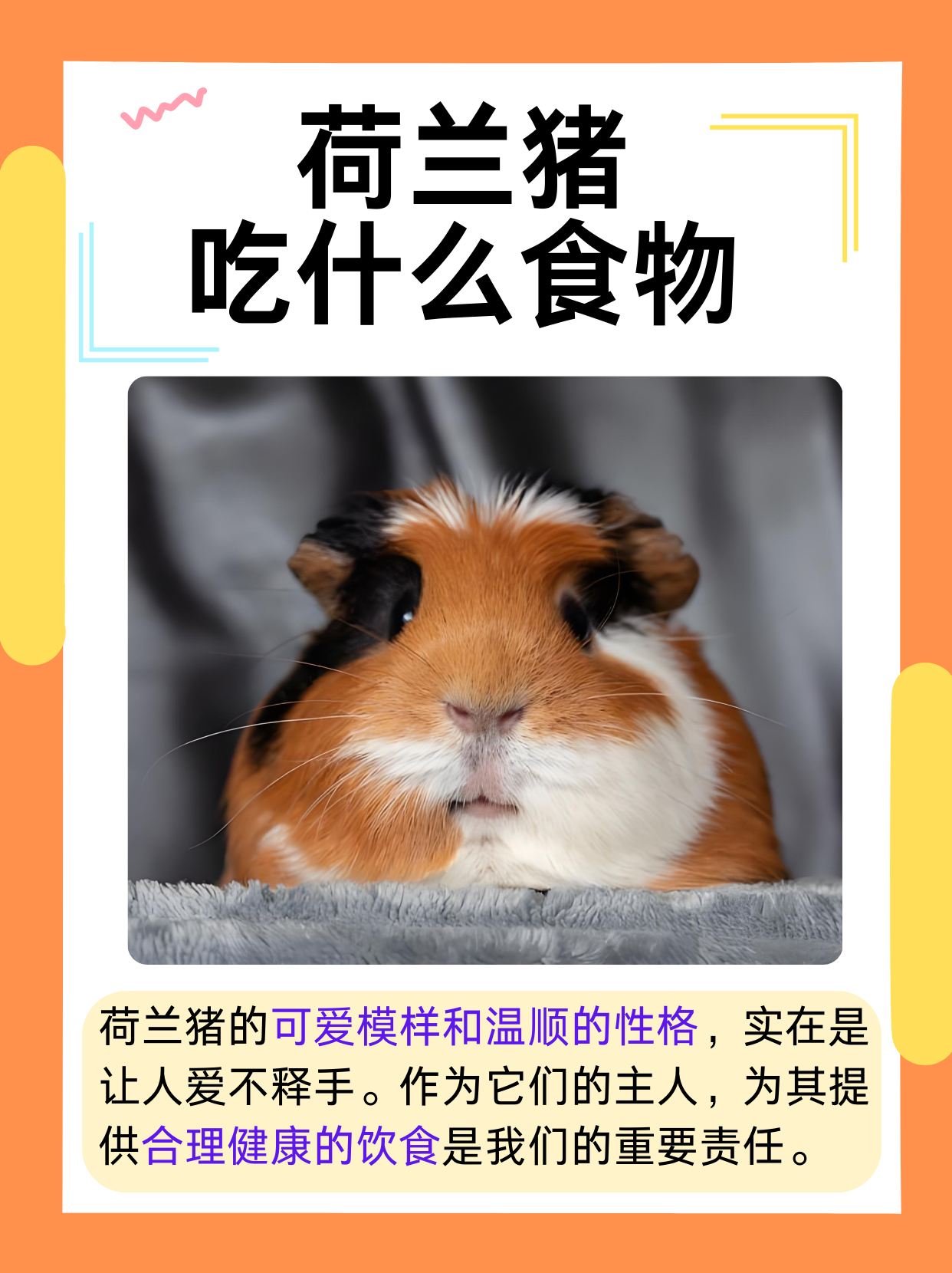 荷兰猪吃什么食物  荷兰猪,又名豚鼠,是一种可爱又活泼的小宠物.