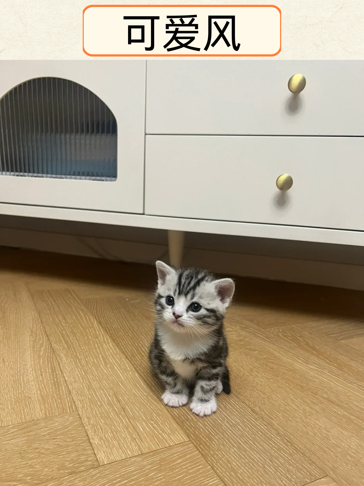 美短虎斑猫图片  美短虎斑猫是一种非常可爱且受欢迎的猫咪品种.