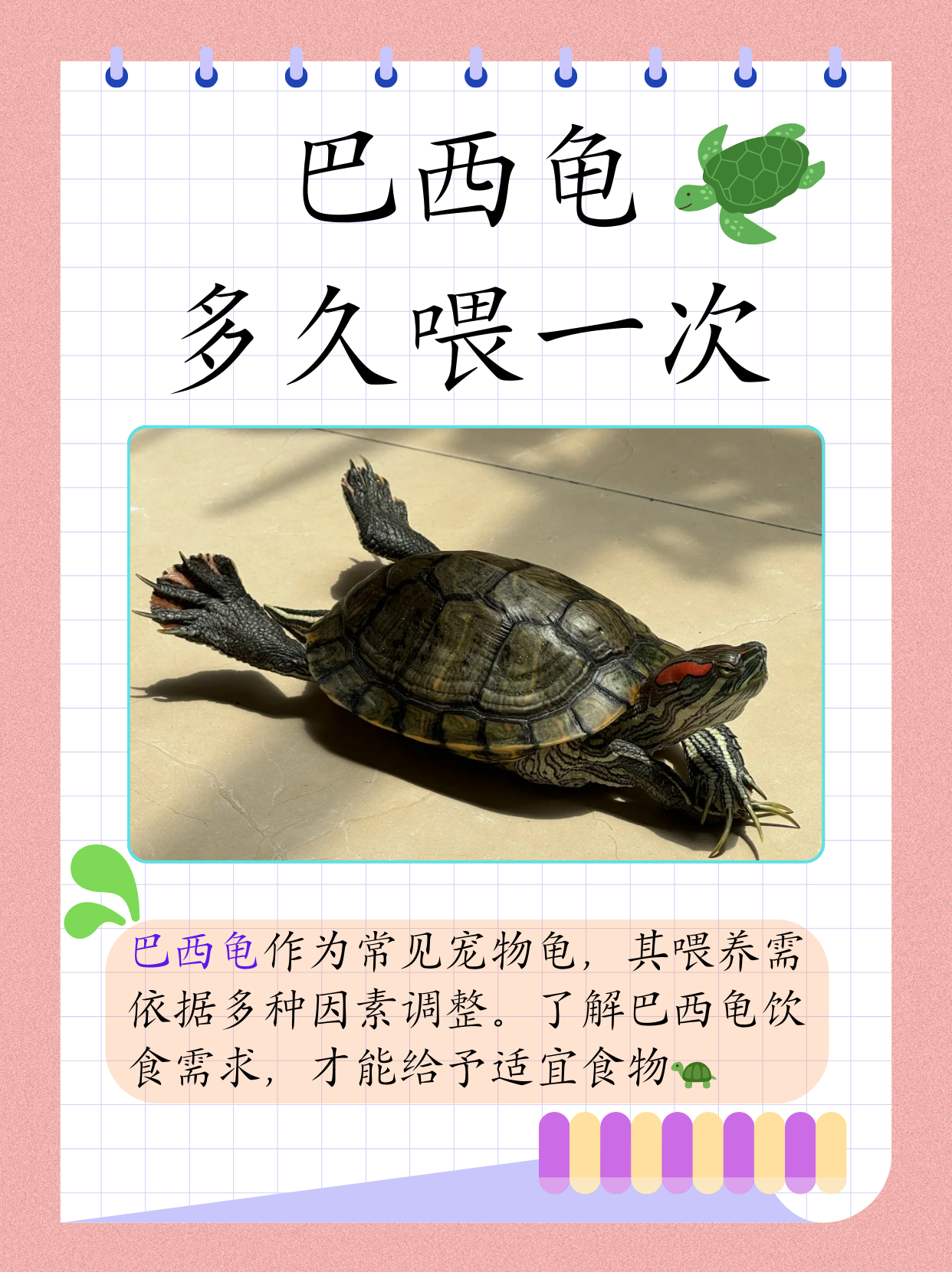 然而,要想让巴西龟健康成长,合理的喂养至关重要