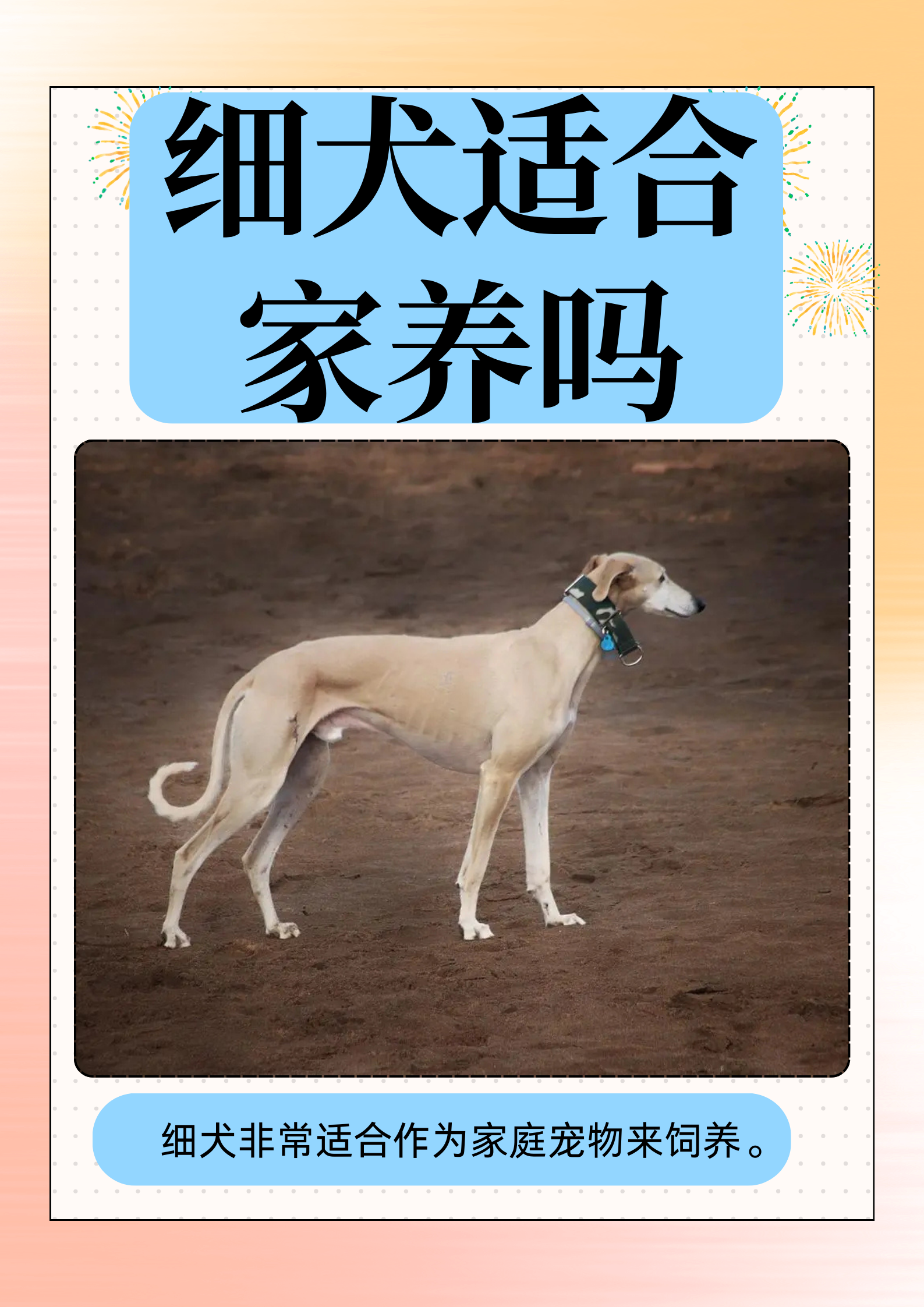 细犬的智商图片