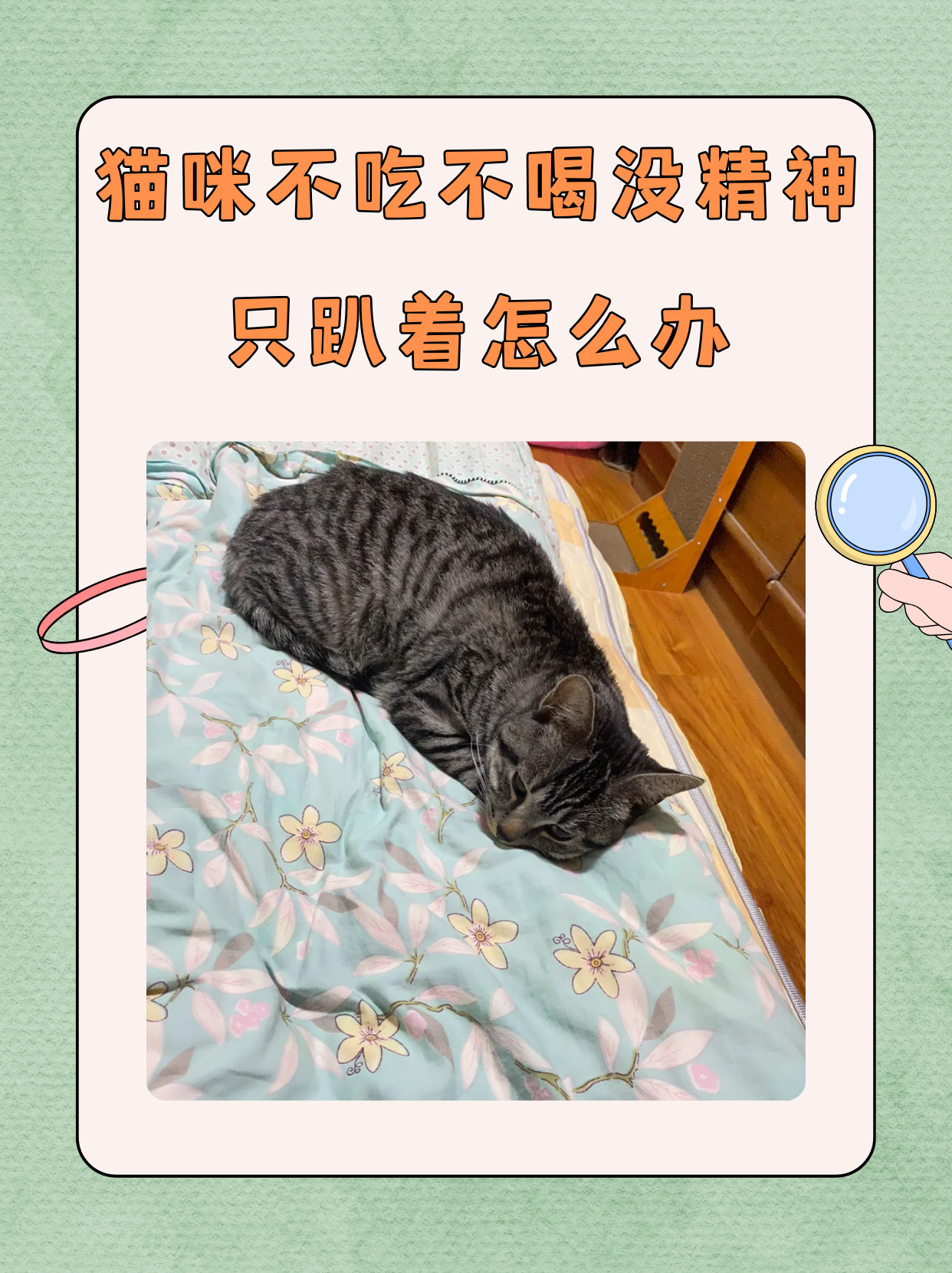 猫咪不吃不喝没精神只趴着怎么办?