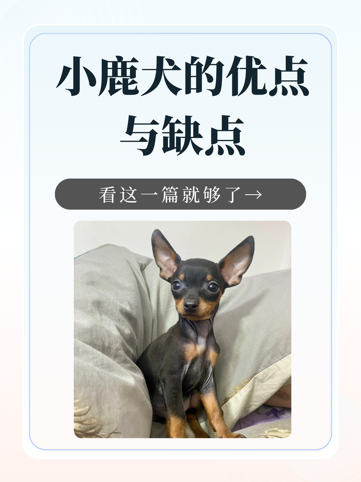 小鹿犬以其独特的外形和个性受到很多人的喜爱.