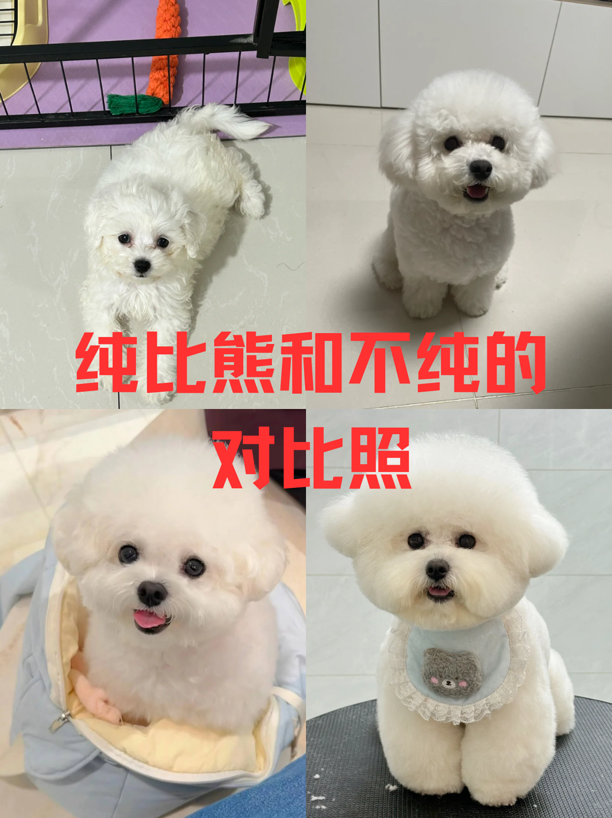 比熊和中华田园犬杂交图片