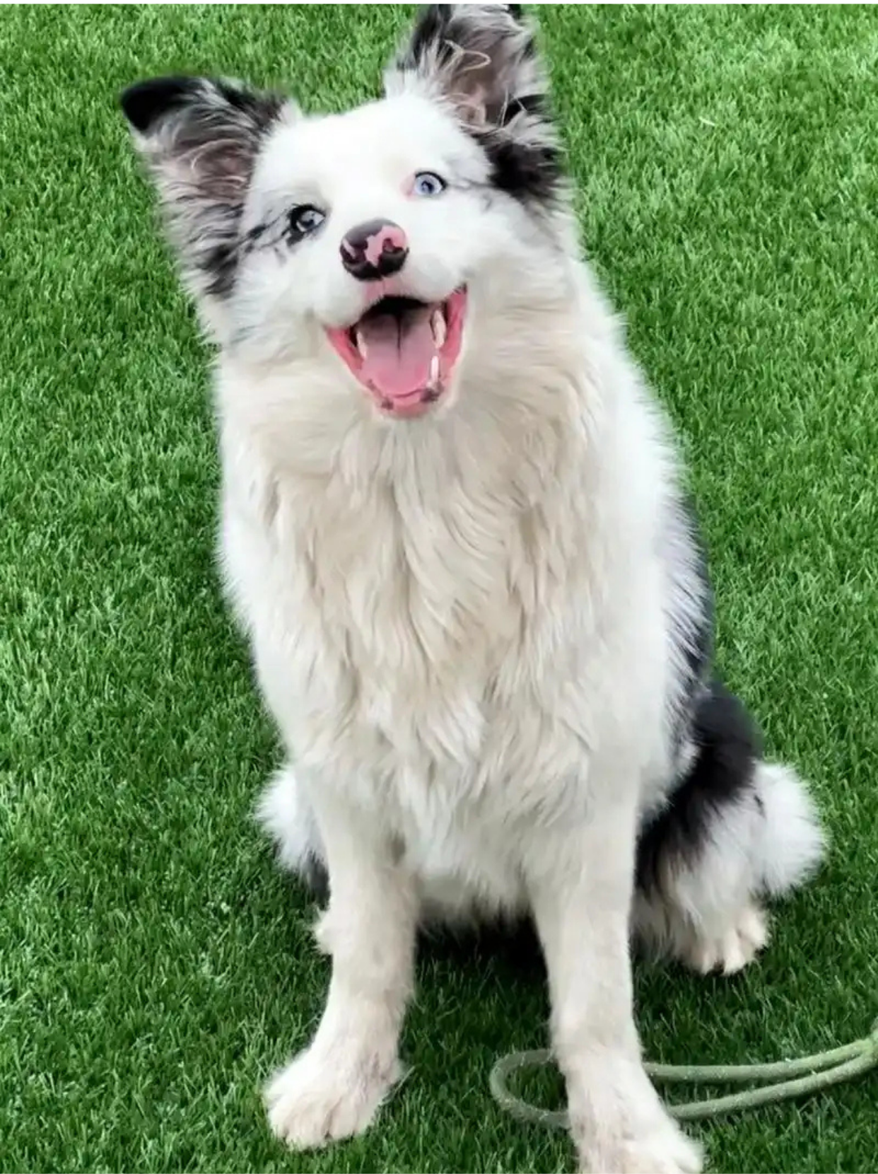 牧羊犬,那可是犬界的精英代表,集智慧,忠诚与帅气于一身