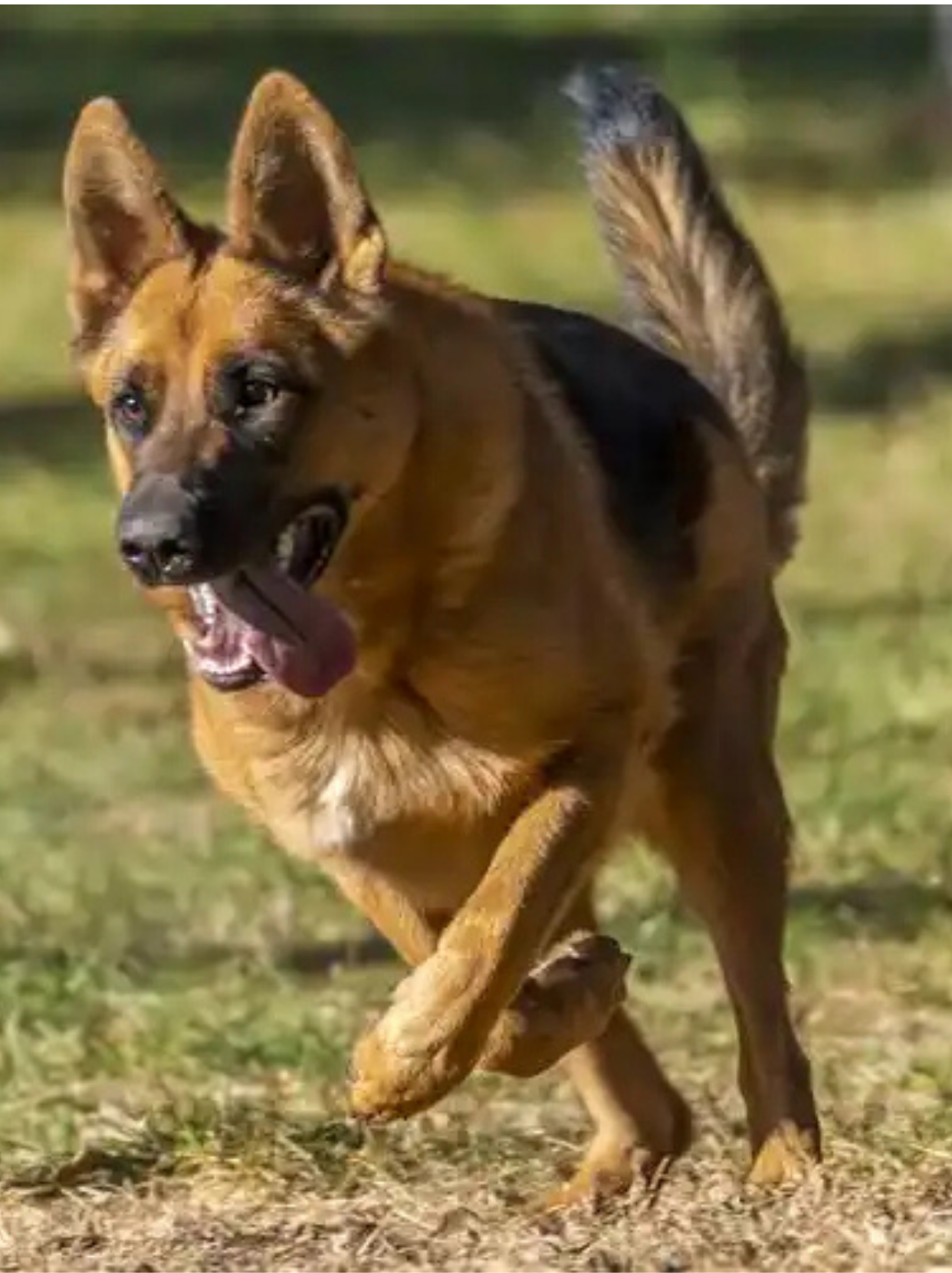 牧羊犬,那可是犬界的精英代表,集智慧,忠诚与帅气于一身