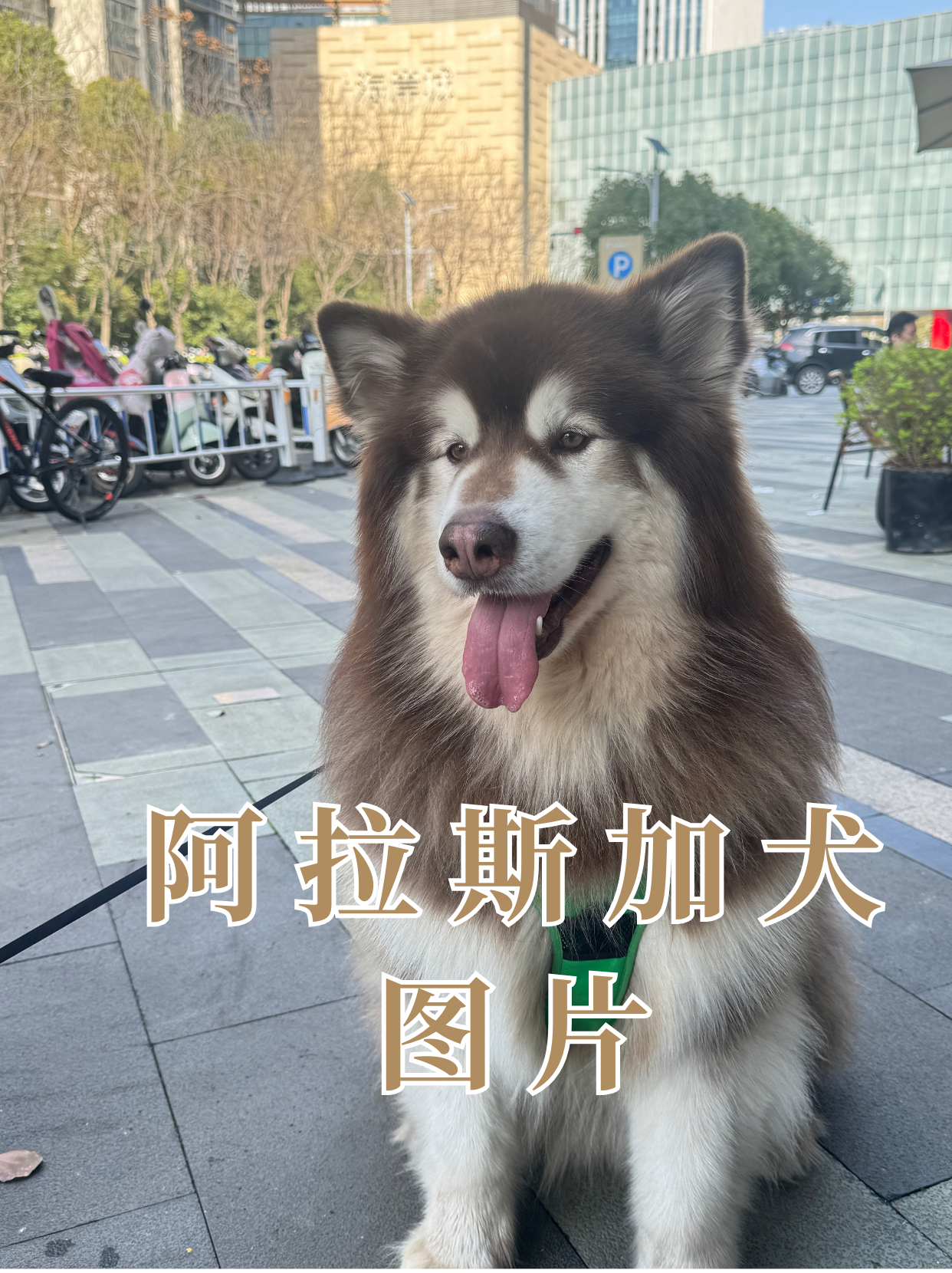 今天我要给大家带来一场阿拉斯加犬的视觉盛宴!