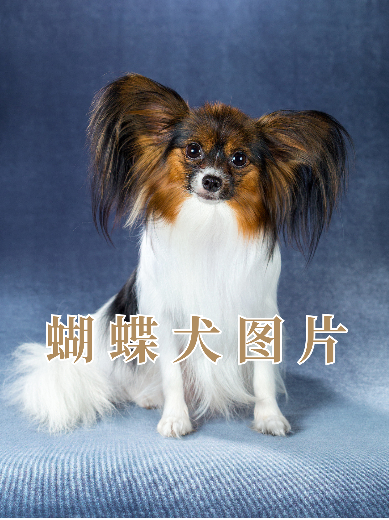 蝴蝶犬刚出生的样子图片