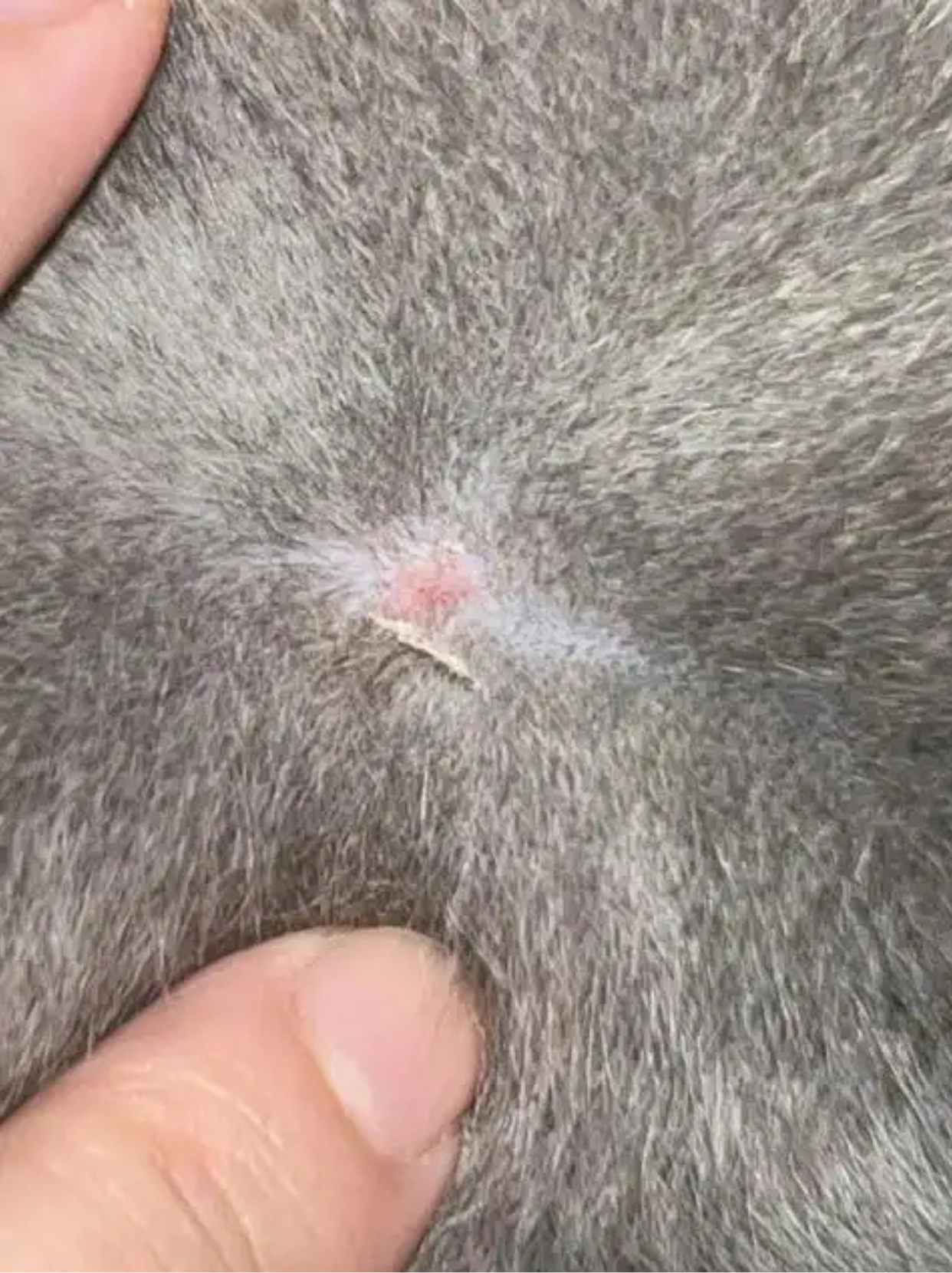 养猫的宝子们可要睁大眼睛啦!