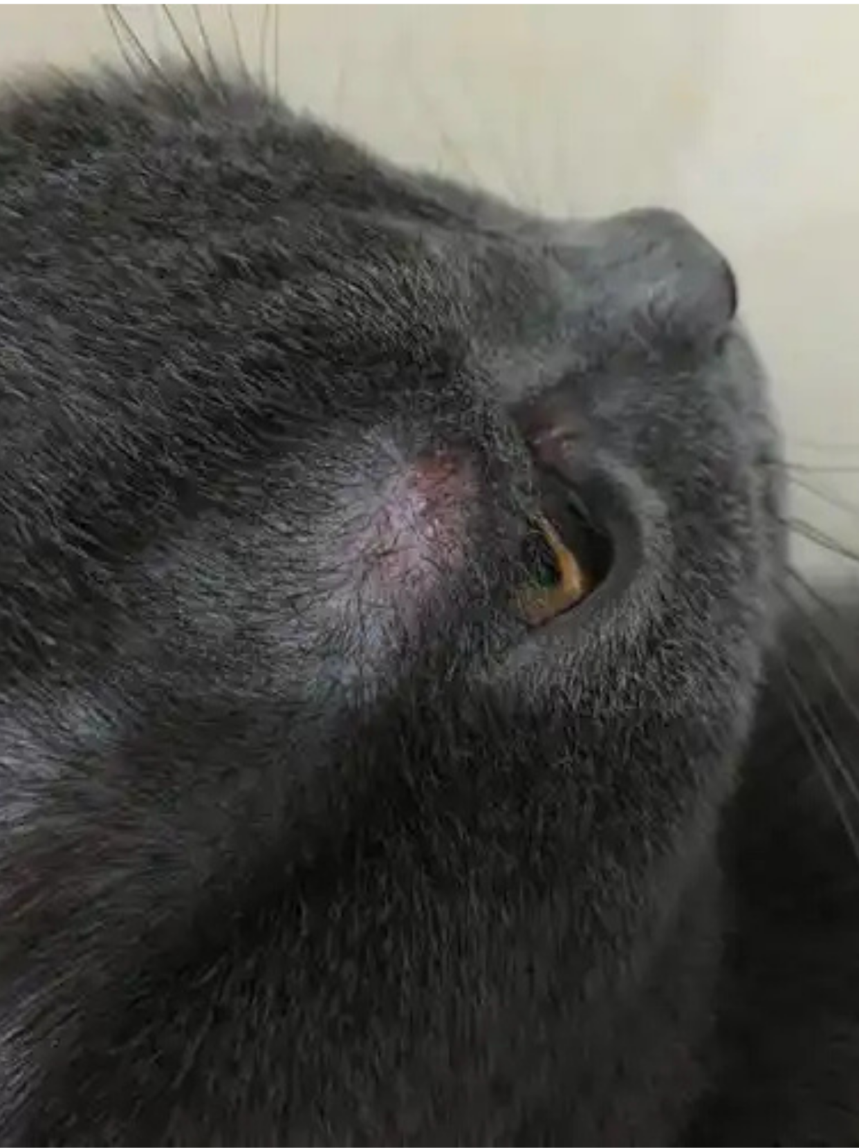 养猫的宝子们可要睁大眼睛啦!