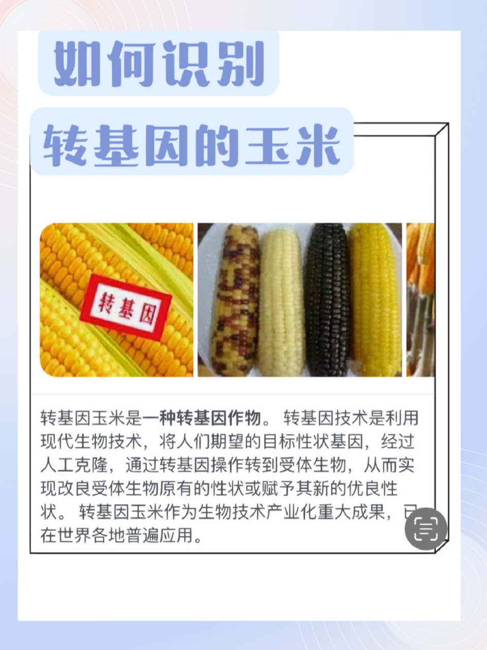 转基因玉米最简单的辨别