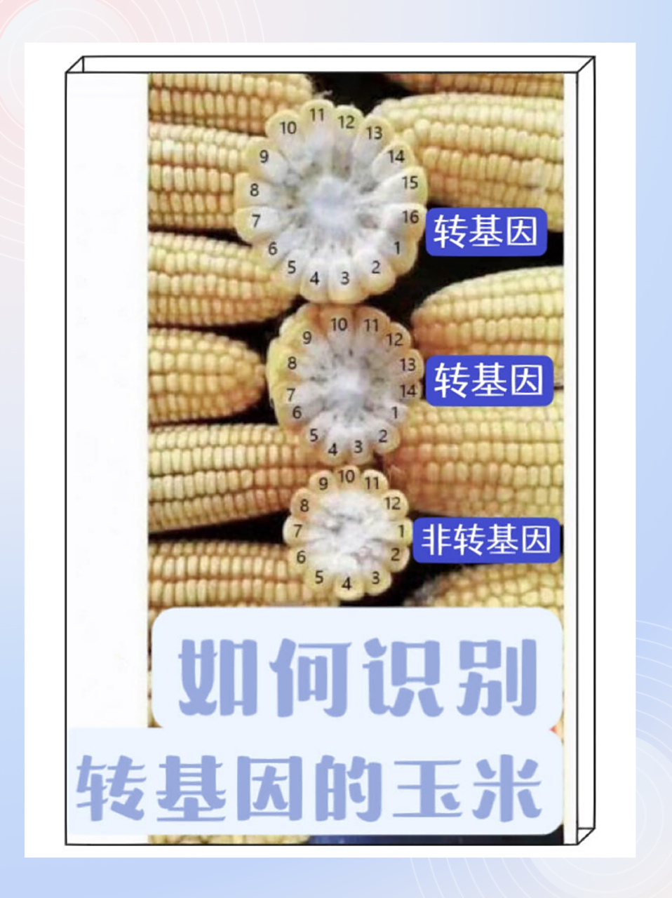 转基因玉米最简单的辨别