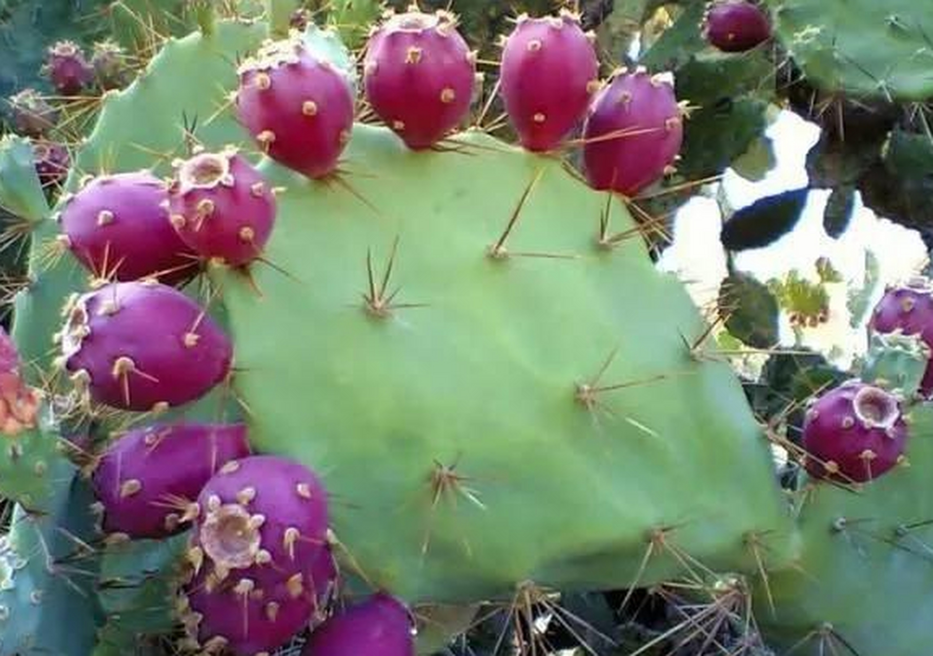 火龙果与仙人掌果有什么区别,为何火龙果口感更好?