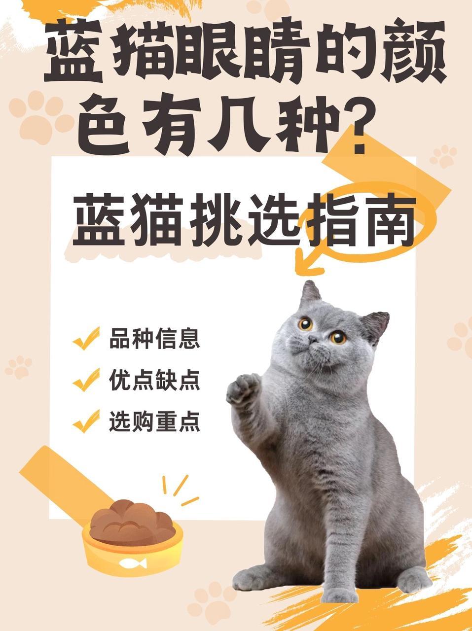 通常有三大常见的品种:英国蓝猫,俄罗斯蓝猫和法国夏尔特猫,不同种类