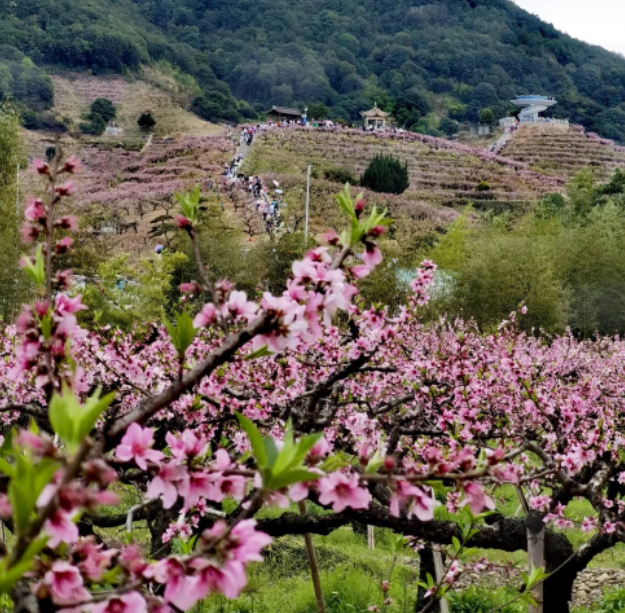 桃源开桃花季节图片青岗山挑花源宗区秀我突然就按捺不住想追花的冲动