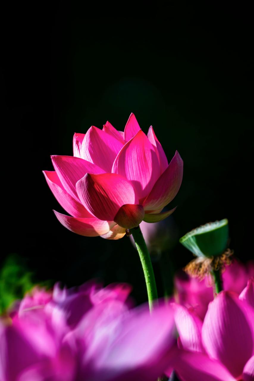 【荷花摄影作品分享】摄影师:hi65u hoàng#荷花# #动态连更挑战