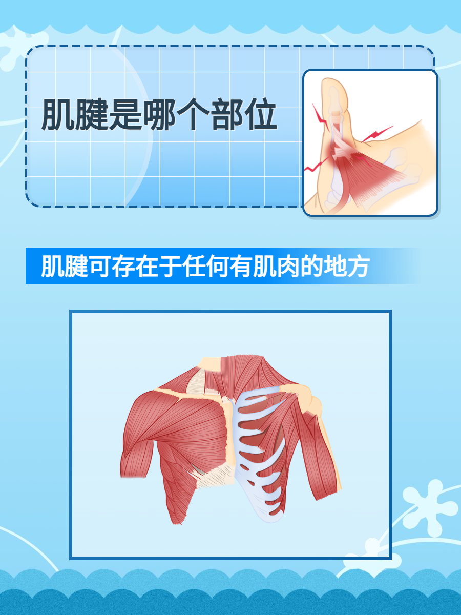 那么,你是否想过 肌腱是哪个部位呢?今天,我就给大家做个简单介绍