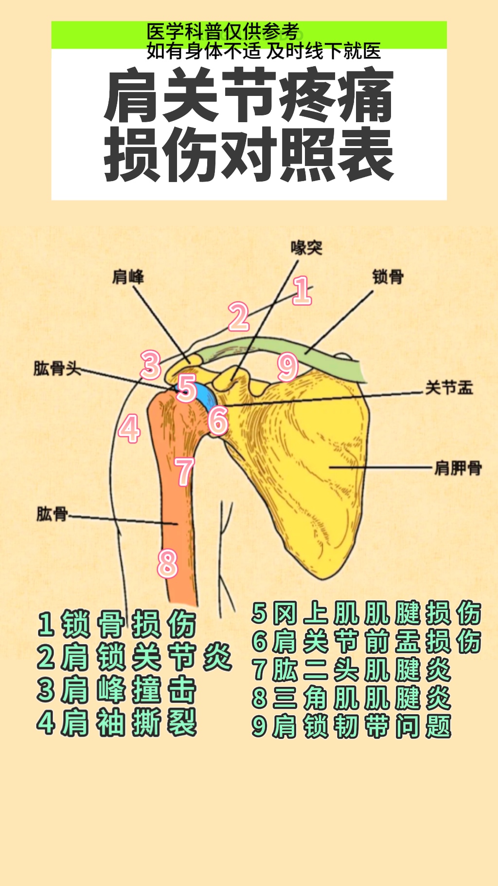 图详解肩关节位置图肩膀痛准确位置图片肩膀疼位置肩部疼痛位置详解
