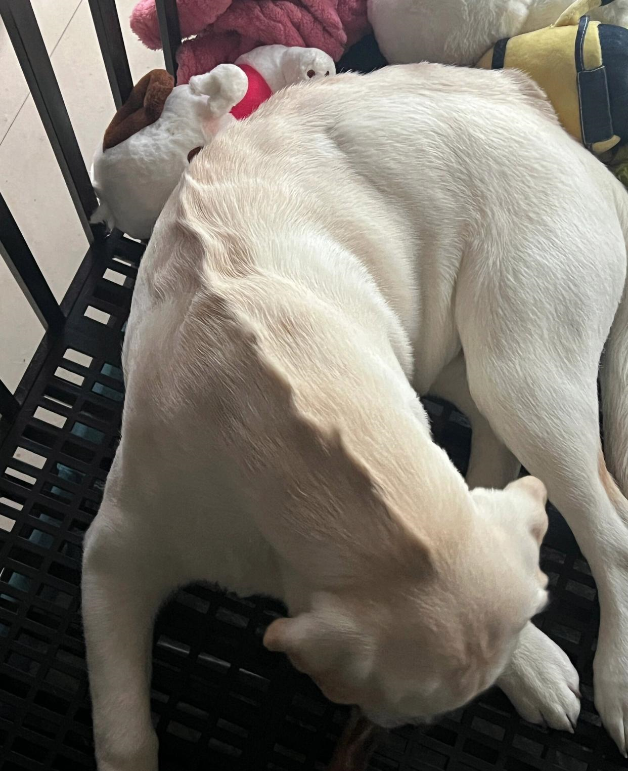 突然发现狗子背后硬硬的,是不是生病了?