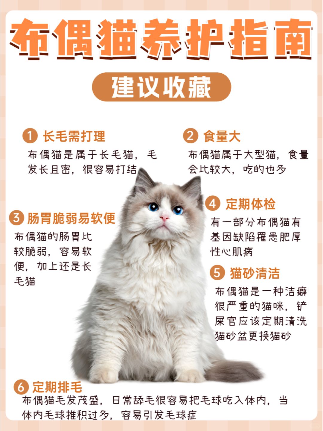 布偶猫面具失格图解图片