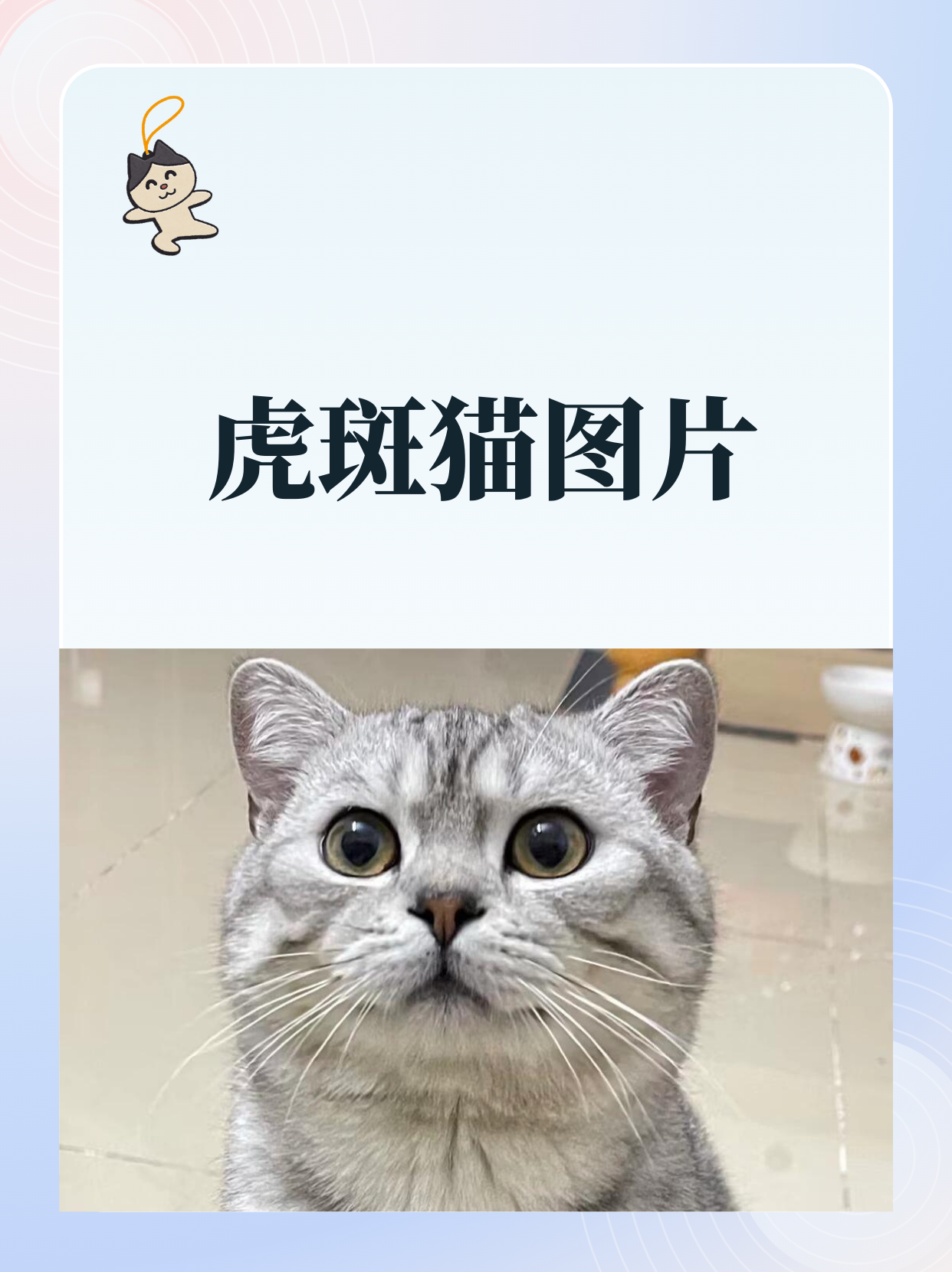 美国波斯猫芴二季图片