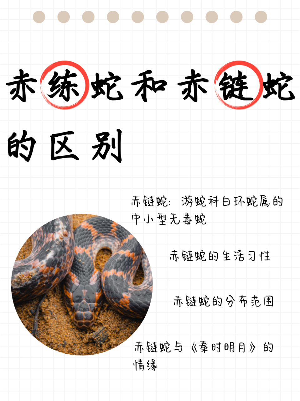 赤练蛇和赤链蛇的区别:赤练蛇和赤链蛇有啥不一样?