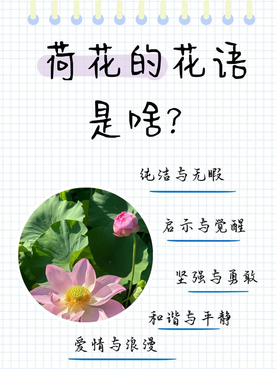 荷花的花语是啥?