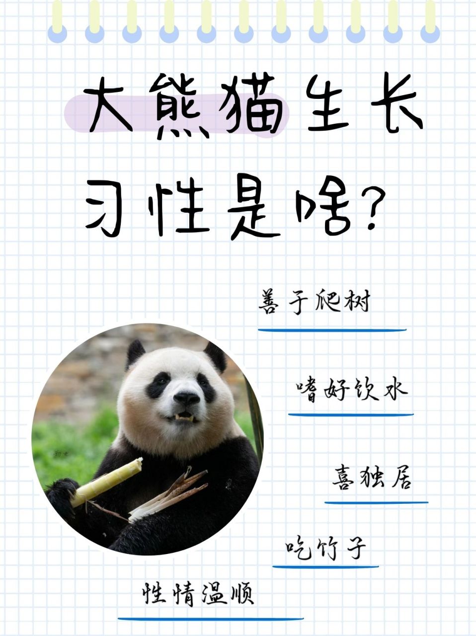 老师让孩子们去了解下大熊猫的生长习性,孩子来问我,也是我给孩子