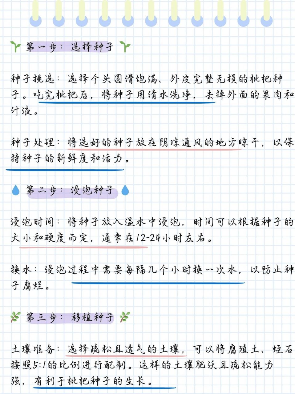 枇杷种子怎么种图片