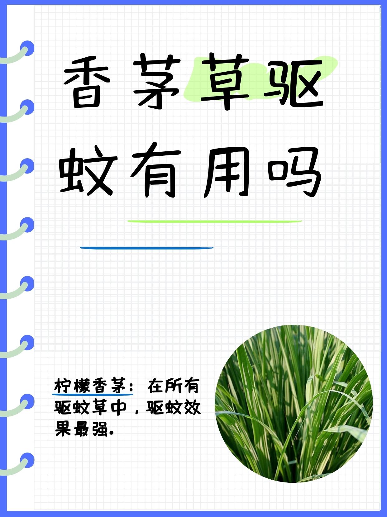 柠檬香茅霸榜驱蚊界之冠其柠檬芬芳冠绝群芳