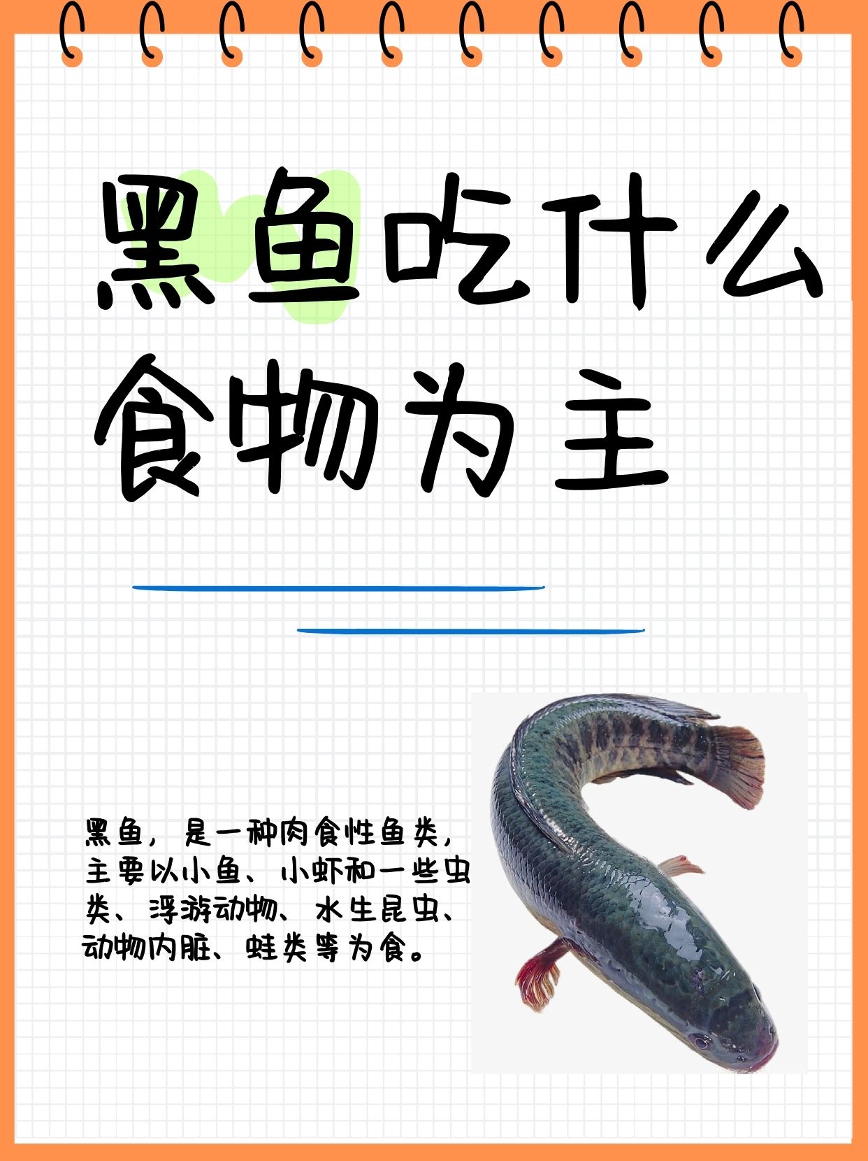 黑头鱼学名叫什么名字图片