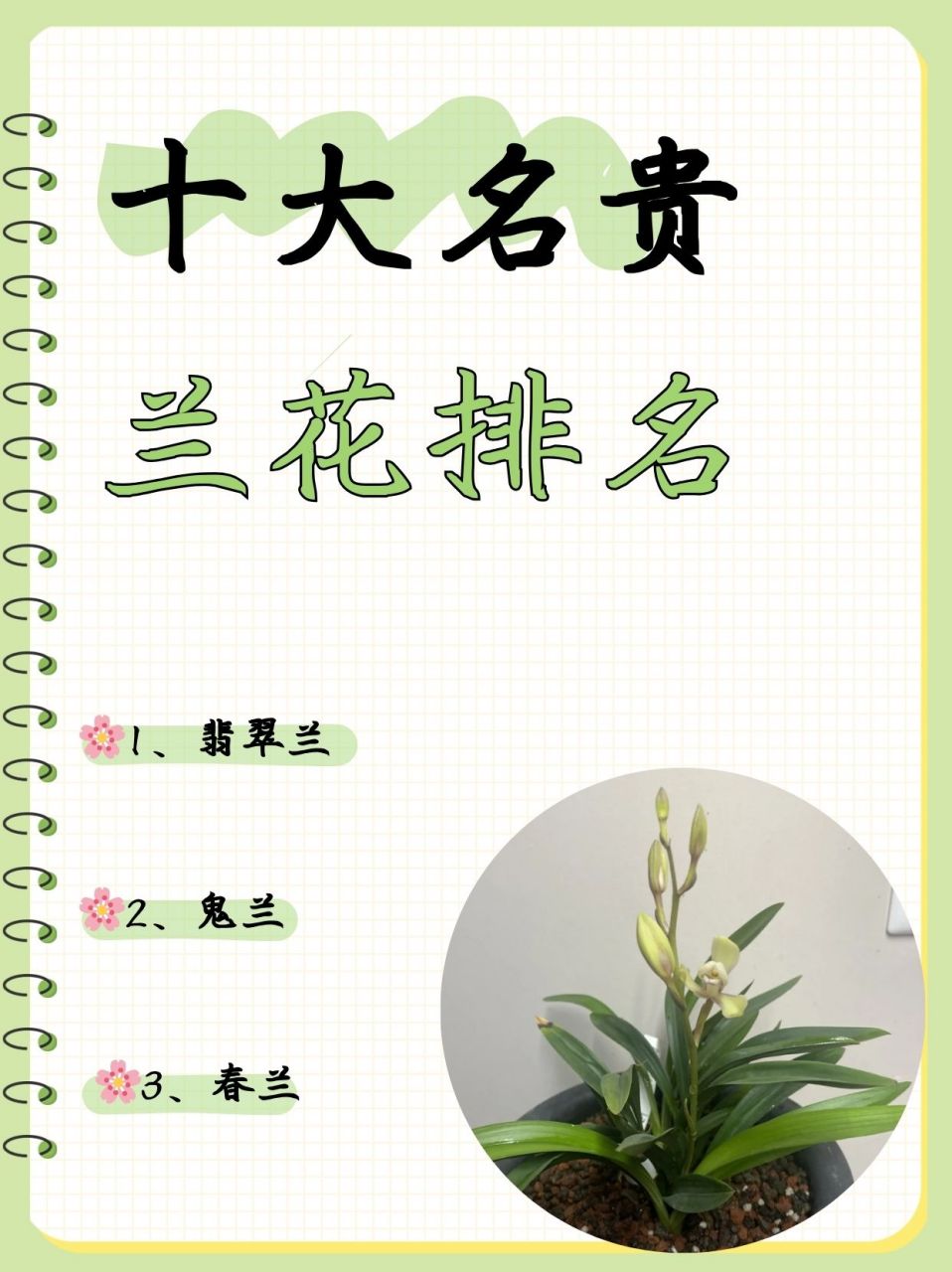 十大名贵兰花排名  961,祖母翡翠兰 祖母翡翠兰,其雅名源于其翠绿如