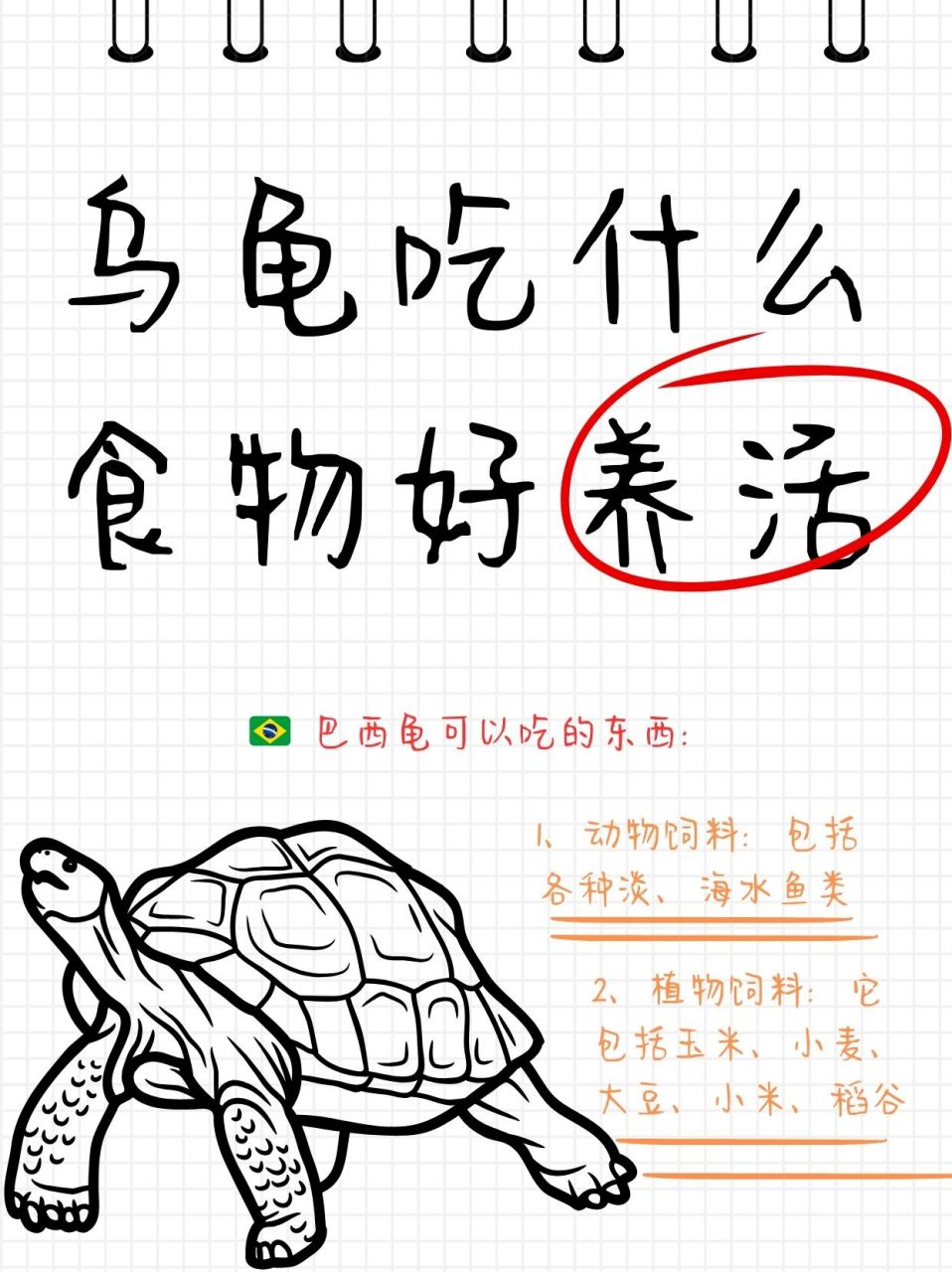 乌龟吃什么食物好养活  巴西龟的多样化食谱揭秘: 动物性美食:巴西龟