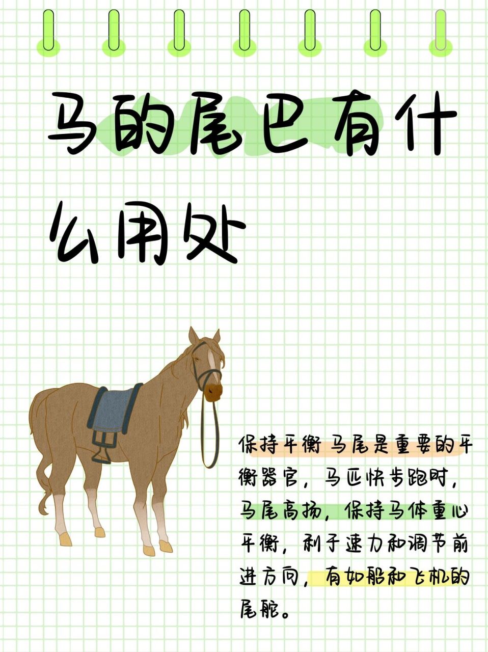 马的尾巴有什么用处  98马尾的多重功能揭秘 1,平衡调节器: 马尾