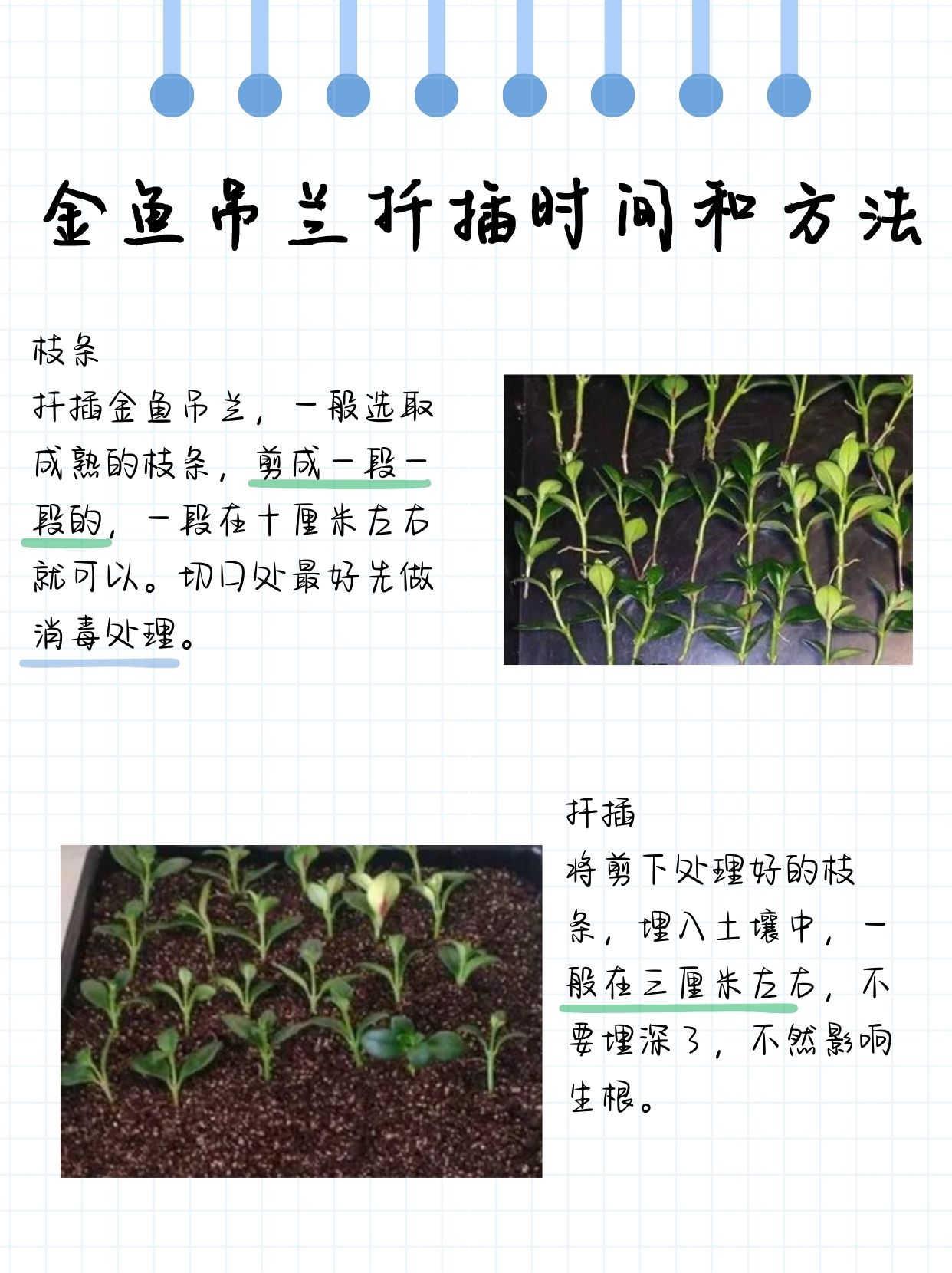 金鱼吊兰扦插时间和方法   时机 金鱼吊兰的最佳扦插时机锁定在春末至